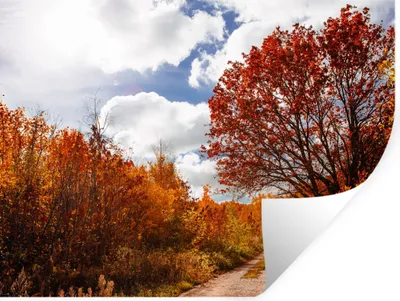 Produktbild von MuchoWow® Wandtattoo Wandsticker Wandaufkleber Baum - Weg - Herbst 40x30 cm Selbstklebend und Repositionierbar - Faltenfrei