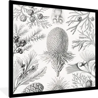 Produktbild von MuchoWow® Gerahmtes Poster Koniferen - Ernst Haeckel - Kunst - Retro - Illustration - Natur 40x40 cm - Poster mit Schwarzem Bilderrahmen Wandposter Rahmen Foto Bilder - Mit Rahmen - Wanddekoration Schlafzimmer
