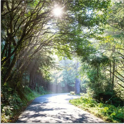 Produktbild von ARTland Glasbild Sonniger Wald Größe: 20x20 cm