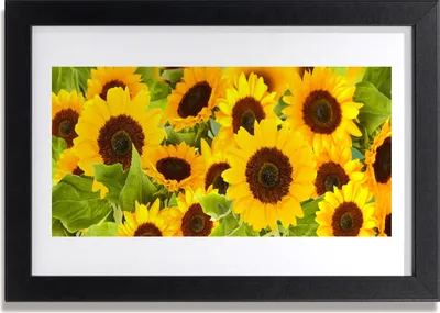 Produktbild von Bild 30x20 MDF-Rahmen Wandkunst Sonnenblumen Pflanze