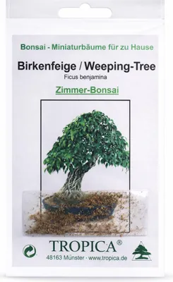 Produktbild von Bonsai Birkenfeige / Weeping-Tree (Ficus benjamina) – 100 Samen für elegante Bonsais