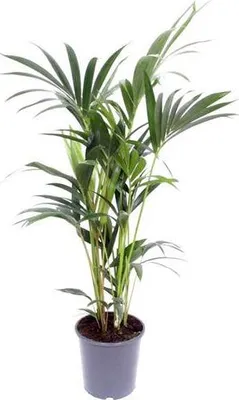Produktbild von Kentia – Palme – Howea forsteriana – Zimmerpflanze – Ø21cm – ↕120cm – elegante Grünpflanze für Wohnzimmer, Büro & Schlafzimmer