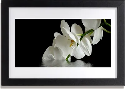 Produktbild von Bild 30x20 MDF-Rahmen Wandkunst Orchideen-Blumen in Wasser