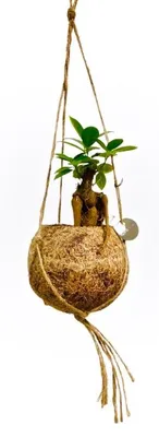 Obrázok produktu pre Kokodama Ficus microcarpa Ženšen (S)