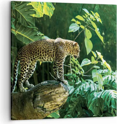 Produktbild von Bild auf Leinwand - Leinwandbild - Einteilig - Dschungel Leopard Panther - 60x60cm - Wand Bild - Wanddeko - Wandbilder - Leinwanddruck - Bilder - Wanddekoration - Leinwand bilder - AC60x60-4502