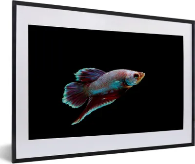Produktbild von MuchoWow® Gerahmtes Poster Fische - Tiere - Licht 60x40 cm - Poster mit Schwarzem Bilderrahmen Wandposter Rahmen Foto Bilder - Schlafzimmer - Plakat in Rahmen - Drucken
