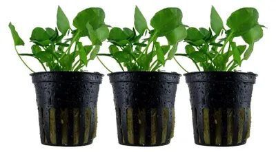 Produktbild von Aquarium Pflanze 3 Stück Nymphoides hydrophylla 'Taiwan' AquaOne Nr.041B Set