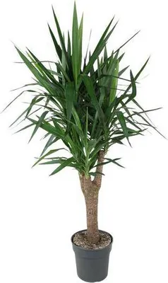 Produktbild von Palmlilie Yucca Elephantipes Zimmerpflanze Ø31cm 150cm Robuste pflegeleicht