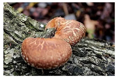 Produktbild von Shiitake Körnerbrut - Pilze selbst anbauen