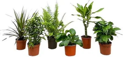 Obrázek produktu pro Prekvapení v krabici - 6 ruzných pokojových rostlin - výška 20 - 40cm - prumer