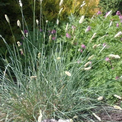 Image de 6 x Seslérie naine - Sesleria nitida | Pot 9cm x 9cm