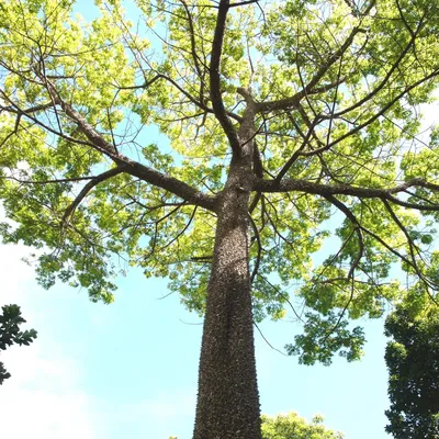 Obrázok produktu pre Kapokovník (Ceiba pentandra)  – 10 semien