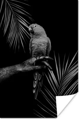 Produktbild von MuchoWow® Poster Tropischer Vogel vor schwarzem Hintergrund - schwarz und weiß 40x60 cm - Plakate für die Wand - Poster Babyzimmer