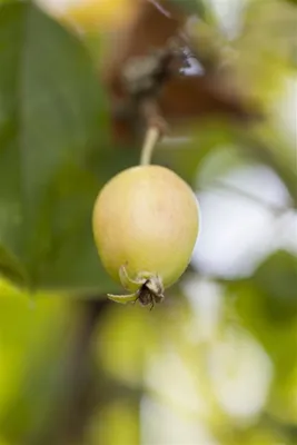 Produktbild von Malus 'John Downie', Zierapfel, dekorative Früchte, 60–100 cm