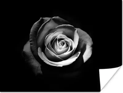 Produktbild von MuchoWow® Poster Blumen - Schwarz - Rose - Weiß - Botanisch 160x120 cm - Foto Plakat