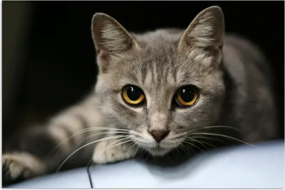 Produktbild von MuchoWow® Poster Katze - Grau - Kopf 180x120 cm - Fotoplakat