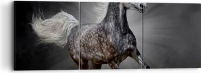 Produktbild von Bild auf Leinwand - Leinwandbild - Pferd Tier Natur - 90x30cm - Wand Bild - Wanddeko - Wandbilder - Leinwanddruck - Bilder - Kunstdruck - Wanddekoration - Leinwand bilder - Wandkunst - CA90x30-3593