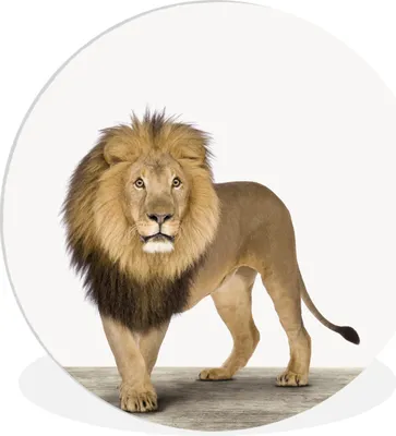 Produktbild von MuchoWow® Rundes Wandbild - Runde Bilder Jungen - Löwe - Tiere - Kinder - Mädchen Ø 90 cm Kreis Wanddekoration Kunststoff - Wandkreis - Wandschmuck - Wand-Kreis - Wohnzimmer - Bild - Runde - Wanddeko - Dibond - Kunstdrucke