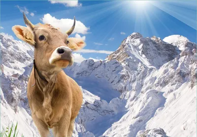 Produktbild von Wallario Fototapete Vliestapete, seidenmatte Oberfläche, einfache Verarbeitung, Größe 200 x 140 cm, Motiv Kuh im Sonnenschein in den Alpen
