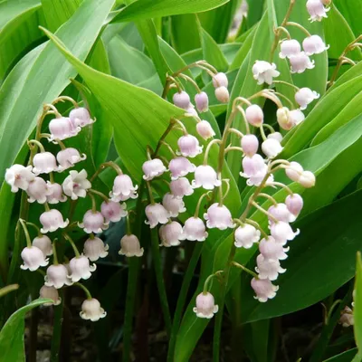 Obrázok produktu pre 6 x Konvalinka - Convallaria majalis 'Rosea' | kvetináč 9cm x 9cm