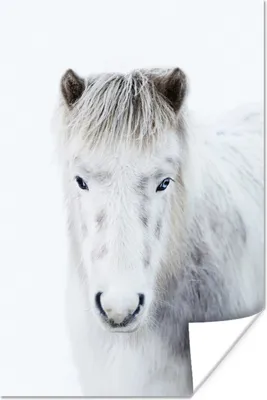 Produktbild von MuchoWow® Poster Pferd - Schnee - Weiß 60x90 cm - Wanddekoration