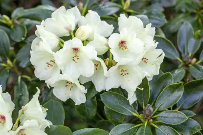 Produktbild von Rhododendron yakushimanum 'Flava', gelb, 25–30 cm