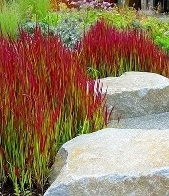 Produktbild von BALDUR Garten 12x Ziergras 'Red Baron', Pflanzen im 9x9 cm-Topf, Japanisches Blutgras, Flammengras, Imperata cylindrica, Garten-Ziergräser, winterharte Staude, mehrjährig, Pennisetum orientale