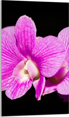 Produktbild von Glasschneidebrett 30x52 Orchidee