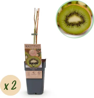 Image de Green boutiQ - Arbre fruitier - Actinidia deliciosa Jenny - Kiwi - Autofertile - Fruit vert - 2 plants - Pot de 15 cm - Hauteur 50 cm