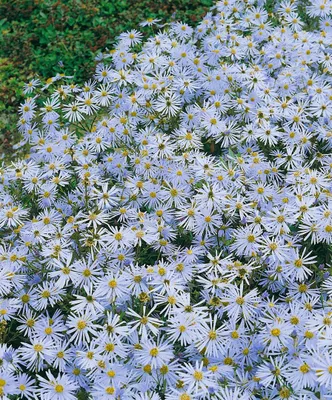 Produktbild von Berg-Aster Butzemann, im Topf - Aster amellus