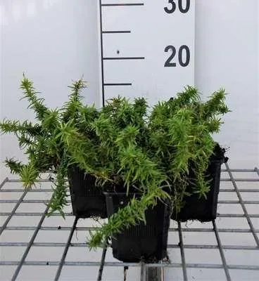 Produktbild von 6 x  Phlox (s) 'Calvides White' - Flammenblume - Topf 9 x 9 cm