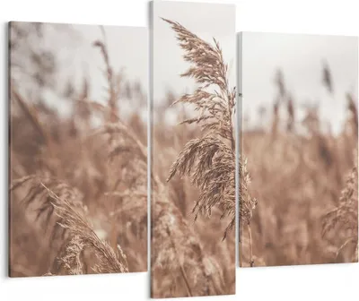 Produktbild von Bild auf Leinwand - Leinwandbild - 3 Teile - Zuckerrohr Wiese Boho - 95x80cm - Wand Bild - Wanddeko - Wandbilder - Leinwanddruck - Bilder - Wanddekoration - Leinwand bilder - Wandbild - CB95x80-4709