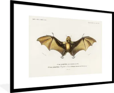 Produktbild von MuchoWow® MuchoWow® Gerahmtes Poster Vintage - Fledermaus - Tier 90x60 cm - Poster mit zchwarzem Bilderrahmen - Wanddekoration - Fotos