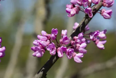 Produktbild von Cercis siliquastrum, Judasbaum, 60–80 cm