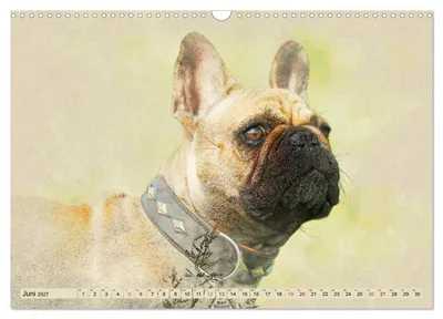 Produktbild von Französische Bulldoggen 2027 (Wandkalender 2027 DIN A3 quer), CALVENDO Monatskalender