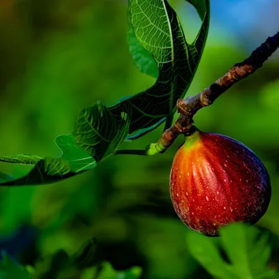 Image de Figue (Ficus carica)  - 1 portion de graines