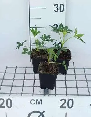 Obrázok produktu pre 6 x Helleborus foetidus - Čemeřice - kvetináč 9 x 9 cm