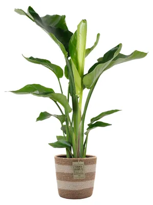 Zdjęcie produktu dla Bloomique - Strelitzia Nicolai - Roślina rajskiego ptaka - Kwiat rajskiego ptaka - Rośliny doniczkowe - Oczyszczające powietrze - Łatwe w utrzymaniu - Wysokość 80-100 cm - Kosz jutowy 21 cm