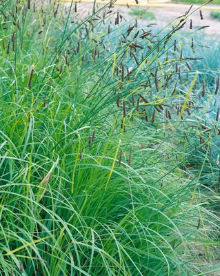 Produktbild von Carex flacca, Blauschwingel-Segge, 2 Liter Container