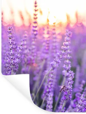 Produktbild von MuchoWow® Wandtattoo Wandsticker Wandaufkleber Lavendel - Nahaufnahme - Lila - Blumen 40x60 cm Selbstklebend und Repositionierbar - Wierderverwendbar - Selbstklebend
