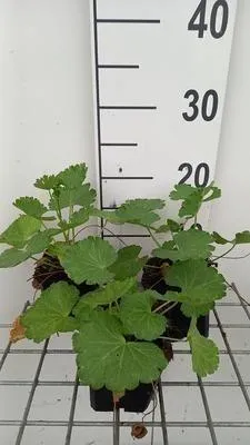 Produktbild von 6 x  Sidalcea hybr. 'Little Princess'® - Präriemalve - Topf 9 x 9 cm