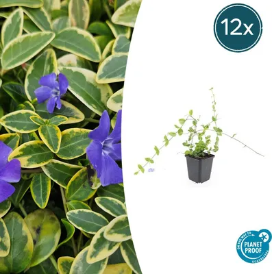 Obrázek produktu pro Půdopokryvné rostliny - Vinca minor 'Blue and Gold' - 9cm květináč - sada 12 rostlin