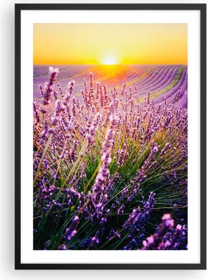 Produktbild von Gerahmtes Poster - Schwarzer Rahmen - Feld Lavendel Sonne - 50x70 cm - Wand Bild - Wanddeko - Wandbilder - Kunstposter - Wandposter - Bilderrahmen - Bilder - Kunstdruck - P2BPA50x70-4703