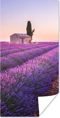 Produktbild von MuchoWow® Poster Lavendel - Sonnenuntergang - Lila - Blumen 20x40 cm - Plakat - Foto