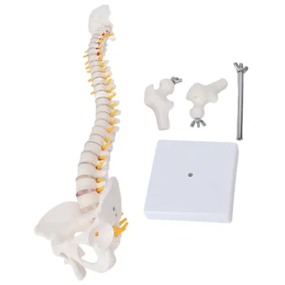 Image de Modèle de colonne vertébrale, modèle anatomique flexible de colonne vertébrale avec vertèbres caudales et nerfs spinaux pour l'enseignement des sciences naturelles