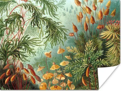 Produktbild von MuchoWow® Poster Alte Meister - Kunst - Muscinae - Haeckel 80x60 cm - Kunst für zu Hause