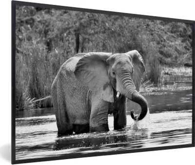 Produktbild von MuchoWow® Gerahmtes Poster Badender Elefant - schwarz und weiß 90x60 cm - Poster mit Schwarzem Bilderrahmen Wandposter Rahmen Foto Bilder - Fotorahmen - Foto-Plakat