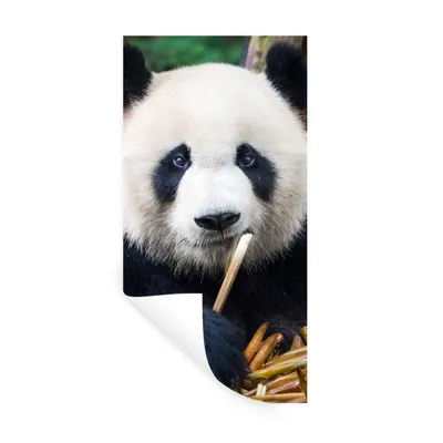 Produktbild von MuchoWow® Wandtattoo Wandsticker Wandaufkleber Panda - Bambus - Natur 60x120 cm Selbstklebend und Repositionierbar - Selbstklebend - Fototapeten