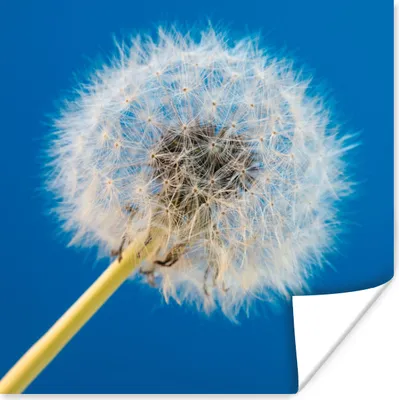 Produktbild von MuchoWow® Poster Löwenzahn - Blume - Terrasse 75x75 cm - Wand Dekoration