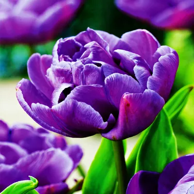 Zdjęcie produktu dla Tulipan Pełny Blue Diamond 5 szt. Tulipany Cebulki Tulipanów Cebule